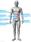 Where hernias occur in the body